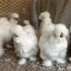 للبيع دجاج قطني امريكي بادي يبيض