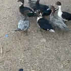 بط مسكوفي للبيع.