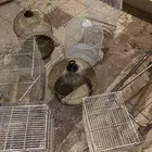 اللحقق العرض أقفاص على (10) ريال