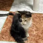 قطط كيتن للتبني شيرازيه