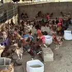 دجاج بلدي وفرنسي للبيع