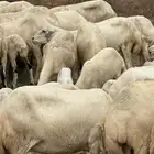 ضان جدع وثني مناتيج وقرايب