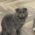 قطط لتبني سكوتش