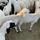 سواكن بيض جذعان