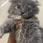 تبني عمر شهرين سليمه