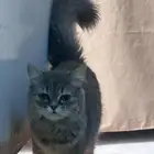 قطه للتبني