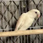 السلام عليكوم يوجد روز للبيع
