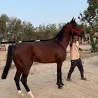 حصان شعبي كفو