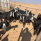 معزا مولده للبيع