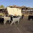 للبيع معزا مراح