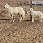 رخل ثنيه خلف تحتها طلي