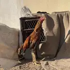 ديك باكستاني كفو