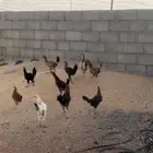 دجاج بلدي 4 شهور