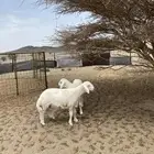 خرفان جبره ذبايح