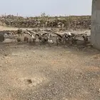 وز عراقي النوع سوبر جامبو العدد 20 تقريبا