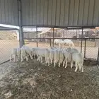12 رخل مراح واحد كفوو