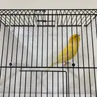 كناري ايراني تغريد