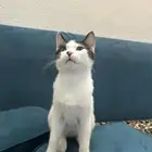 قط ذكر عمره 3 اشهر صحته ممتازه ولافيه اي مشكله