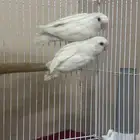 ببغاء