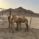 قعود وبكره حشو للبيع