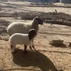 شاه نعيميه. معه. رخل