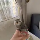 ببغاء روز أليفف