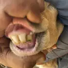 شياه مقاني ولد