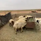 غنم نعيم 20يتبعها 20