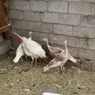 رومي