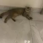 قطه