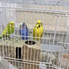 عصافير طيور الحب - مع القفص والاكل تغريد