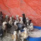 صوص بلدي ((للبيع))