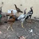 دجاج بشاير بكستاني