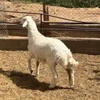طلي حري ( تم البيع )