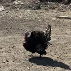 زوج دجاج رومي