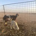 شاه مهجنه حدرها خروف حليبها قليل جدا تامه روم وسلم