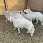 طليان ذبايح