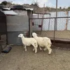 رخال حلال ديره (تم البيع خارج الموقع )