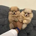 كلاب بومرنيان تي كب
