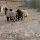 نعيم انتاج المراح خرفان صافي