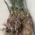فروخ نخل