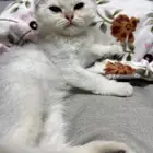 قط للبيع