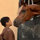 تدريب وتعليم ركوب الخيل و ايواء