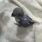 فرخ روز الصحه ممتازه ويقبل الغر واللون موضح في الصوره