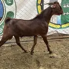 مشاريع فحول للبيع