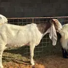 معزا مشاريك فواخر