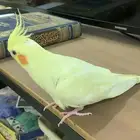 عصفور كروان للبيع ب 500