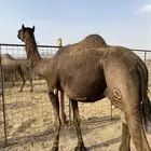 لقحه مجهم ملاقي من فروع البل الحد 7500