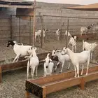 تيوس مخاصي (تم البيع )
