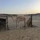 بكره للبيع